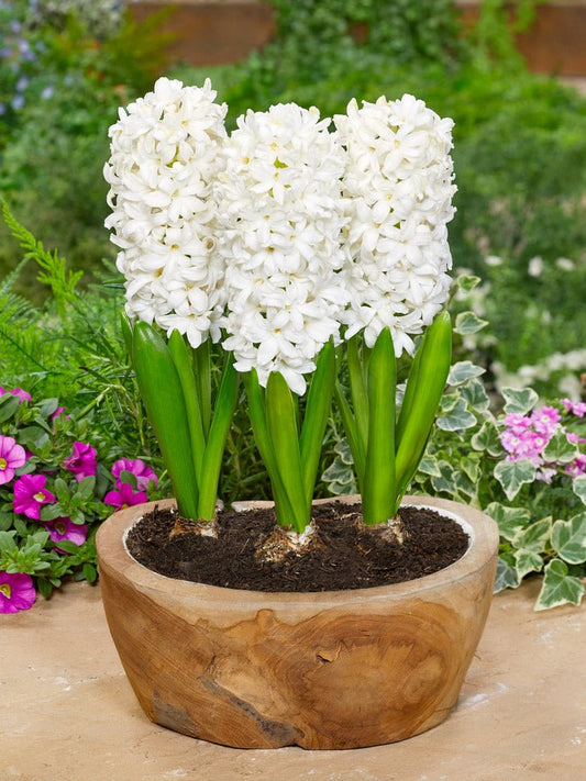 Hyacinth White Pearl - The Irish Gardener Store