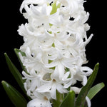 Hyacinth White Pearl - The Irish Gardener Store