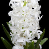 Hyacinth White Pearl - The Irish Gardener Store
