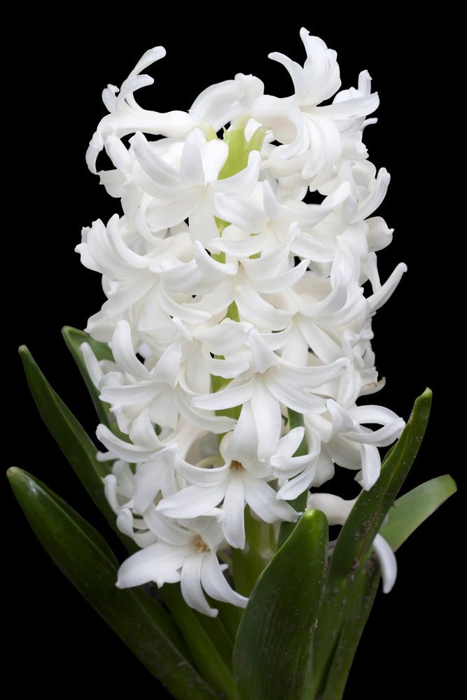 Hyacinth White Pearl - The Irish Gardener Store