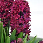Hyacinth Woodstock - The Irish Gardener Store