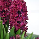 Hyacinth Woodstock - The Irish Gardener Store