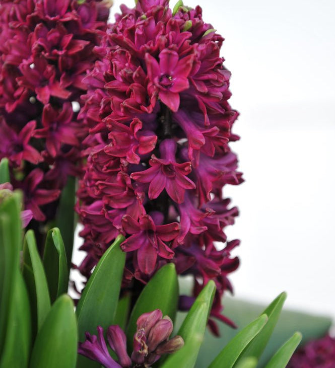 Hyacinth Woodstock - The Irish Gardener Store