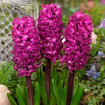 Hyacinth Woodstock - The Irish Gardener Store