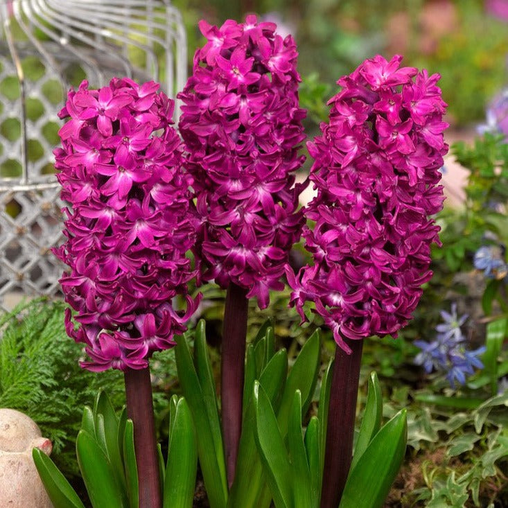 Hyacinth Woodstock - The Irish Gardener Store