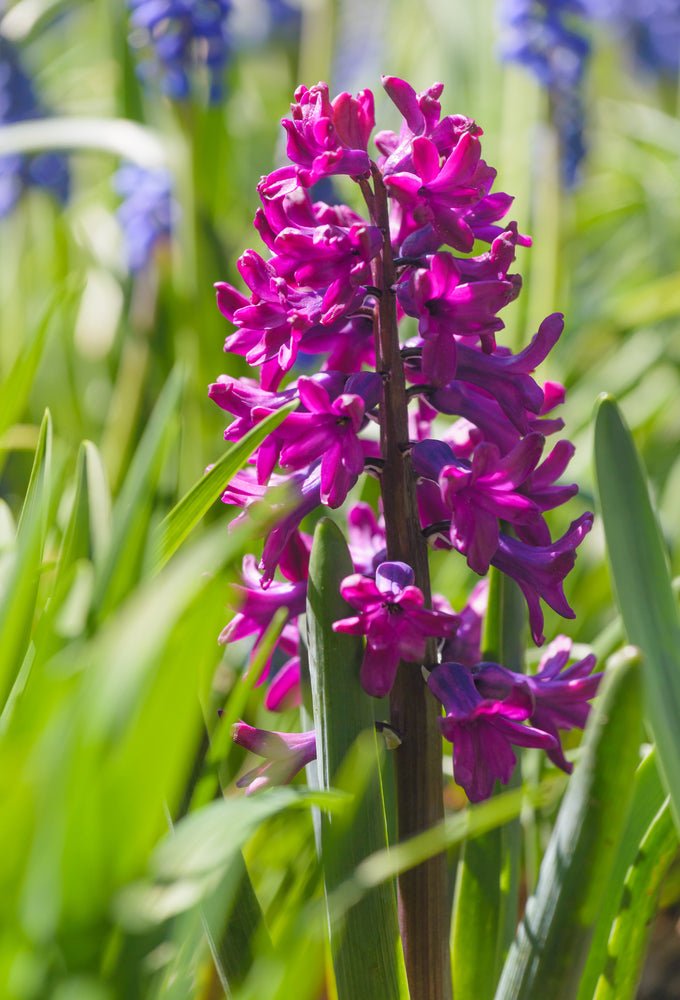 Hyacinth Woodstock - The Irish Gardener Store