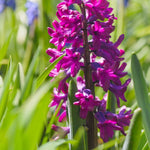 Hyacinth Woodstock - The Irish Gardener Store