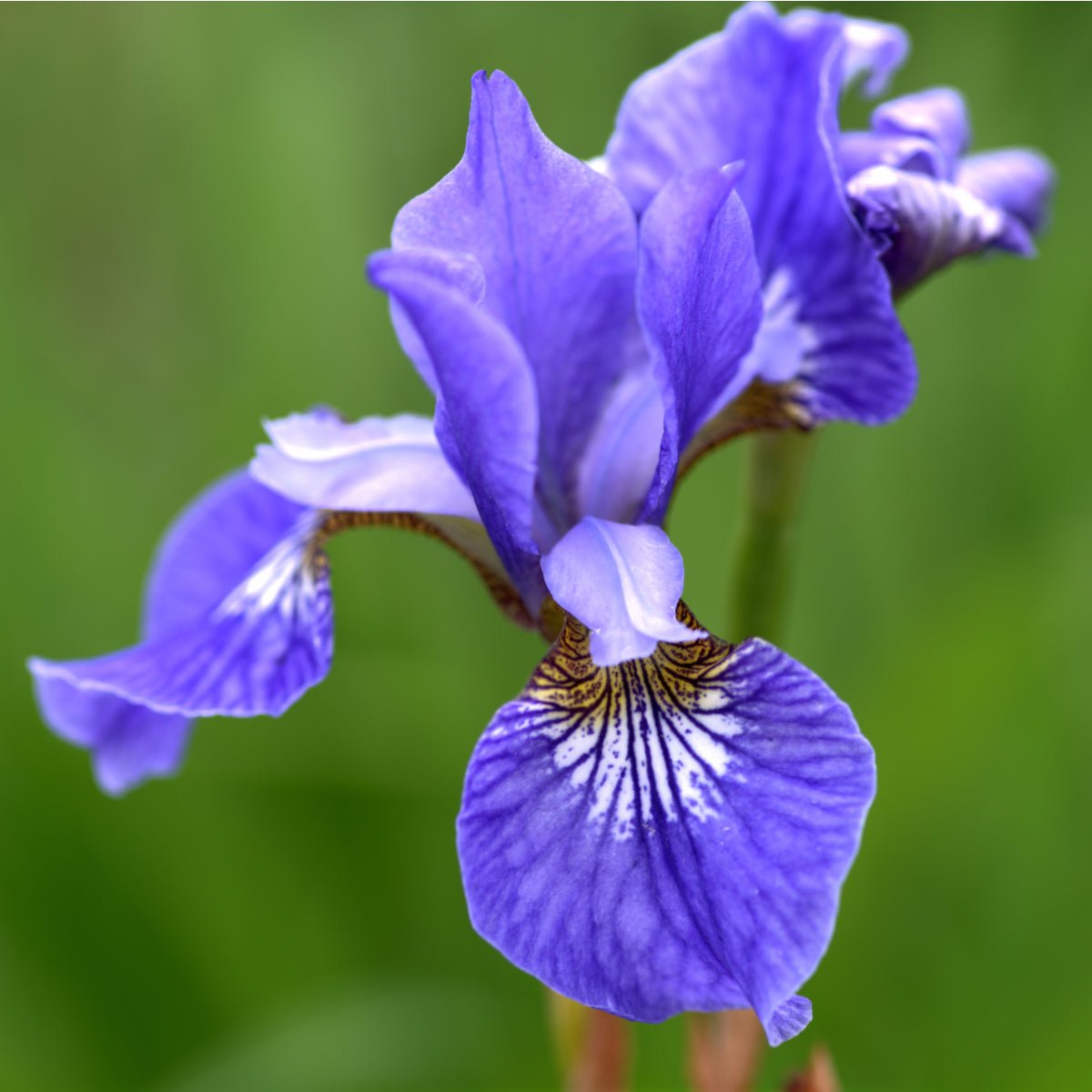 Iris Blue King - The Irish Gardener Store