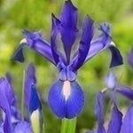 Iris Blue Magic - The Irish Gardener Store