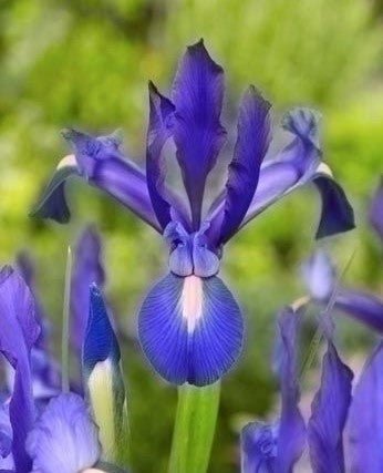 Iris Blue Magic - The Irish Gardener Store