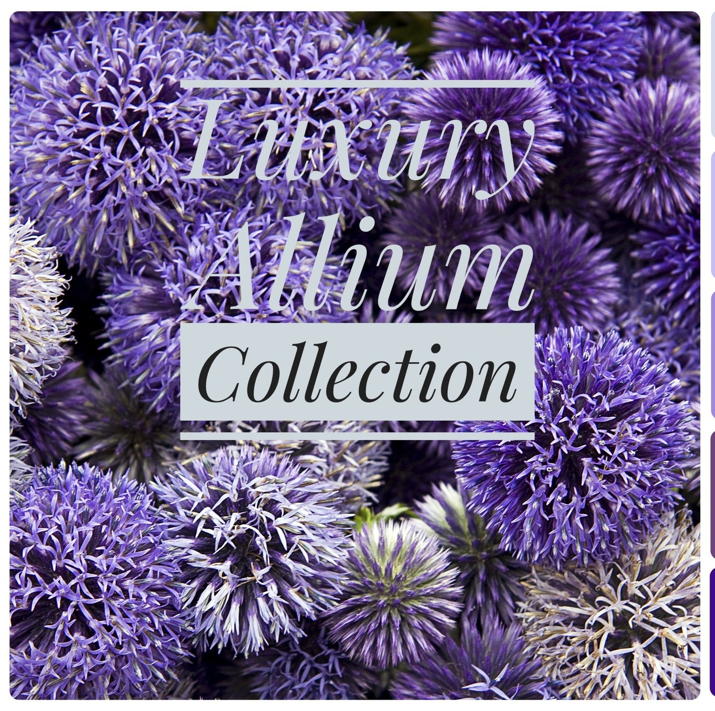 Luxury Allium Collection - The Irish Gardener Store