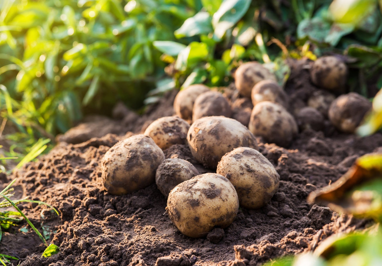 Maincrop Seed Potatoes - The Irish Gardener Store