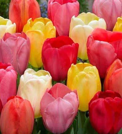 Mixed Colour Tulips 12 Pack - The Irish Gardener Store