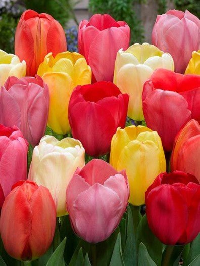 Mixed Colour Tulips 12 Pack - The Irish Gardener Store