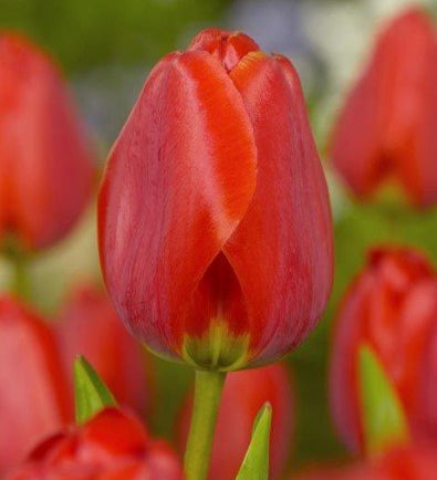 Mixed Colour Tulips 12 Pack - The Irish Gardener Store