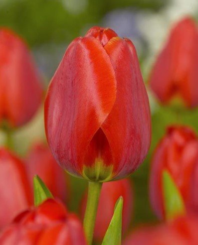 Mixed Colour Tulips 12 Pack - The Irish Gardener Store