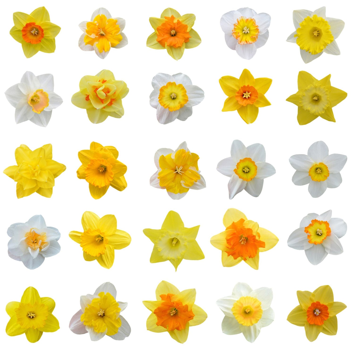 Mixed Daffodils - The Irish Gardener Store