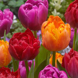 Mixed Double Tulips - The Irish Gardener Store