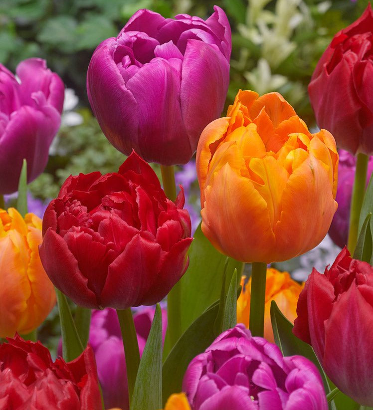 Mixed Double Tulips - The Irish Gardener Store