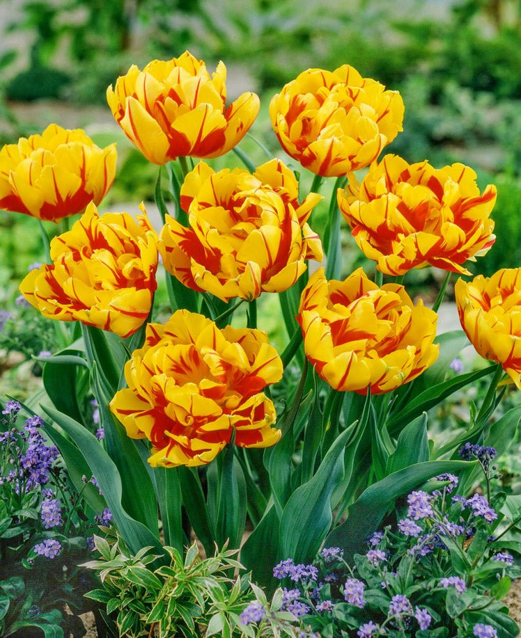 Mixed Double Tulips - The Irish Gardener Store