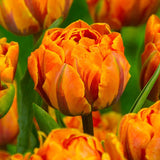 Mixed Double Tulips - The Irish Gardener Store