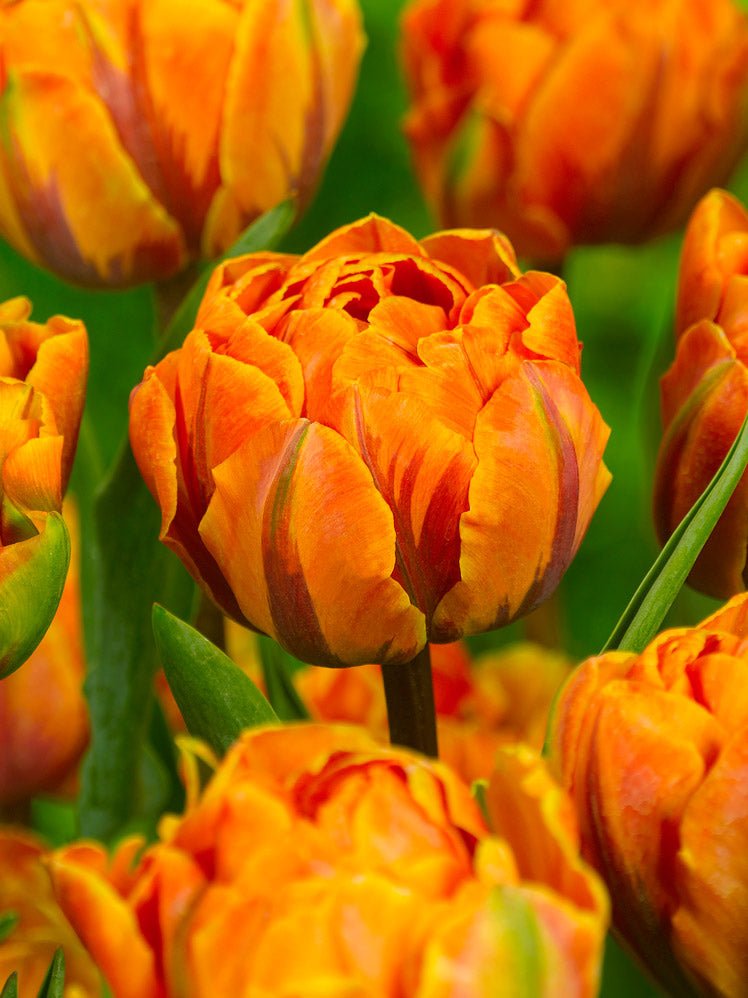 Mixed Double Tulips - The Irish Gardener Store