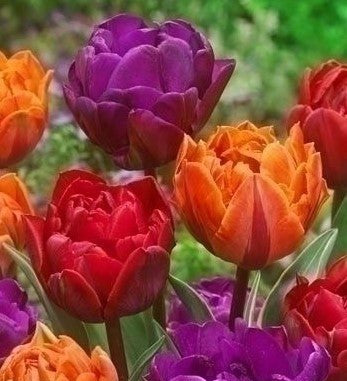 Mixed Double Tulips - The Irish Gardener Store