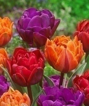 Mixed Double Tulips - The Irish Gardener Store