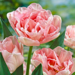 Mixed Double Tulips - The Irish Gardener Store