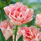 Mixed Double Tulips - The Irish Gardener Store