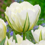 Mixed Double Tulips - The Irish Gardener Store