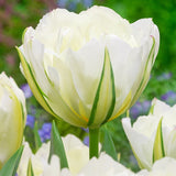 Mixed Double Tulips - The Irish Gardener Store