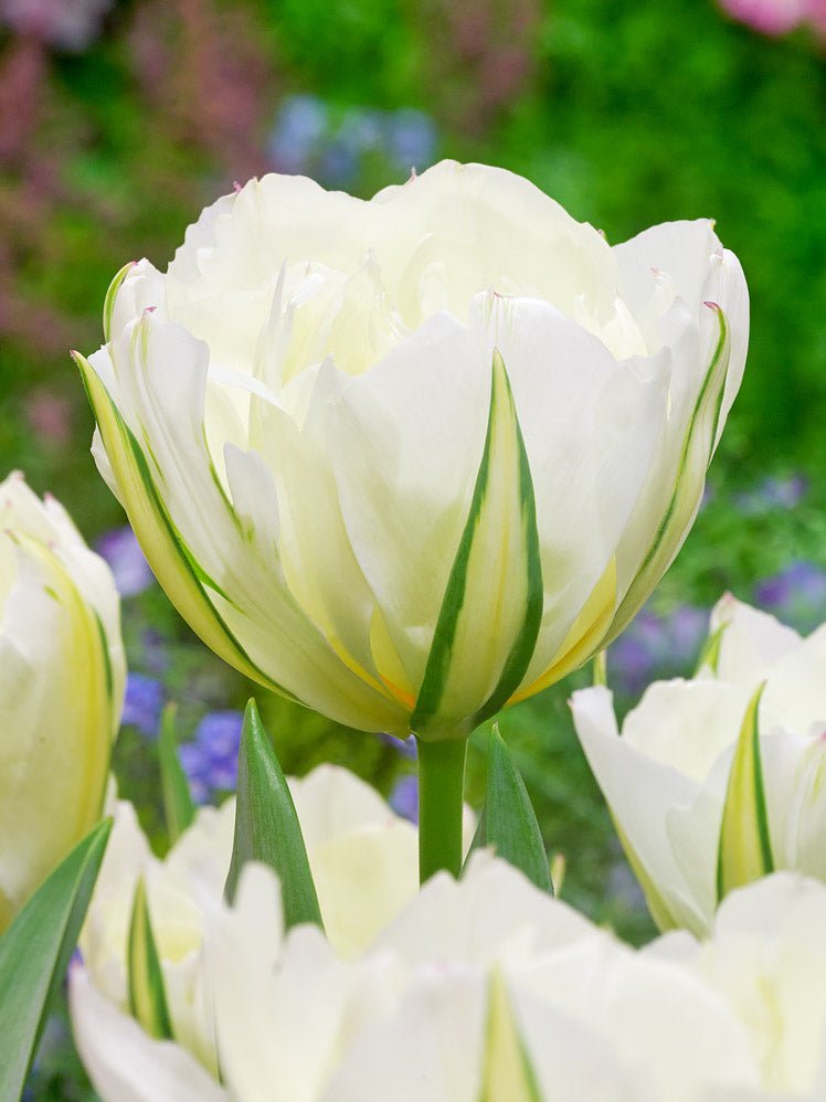Mixed Double Tulips - The Irish Gardener Store