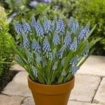 Muscari armeniacum - The Irish Gardener Store