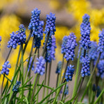 Muscari armeniacum - The Irish Gardener Store