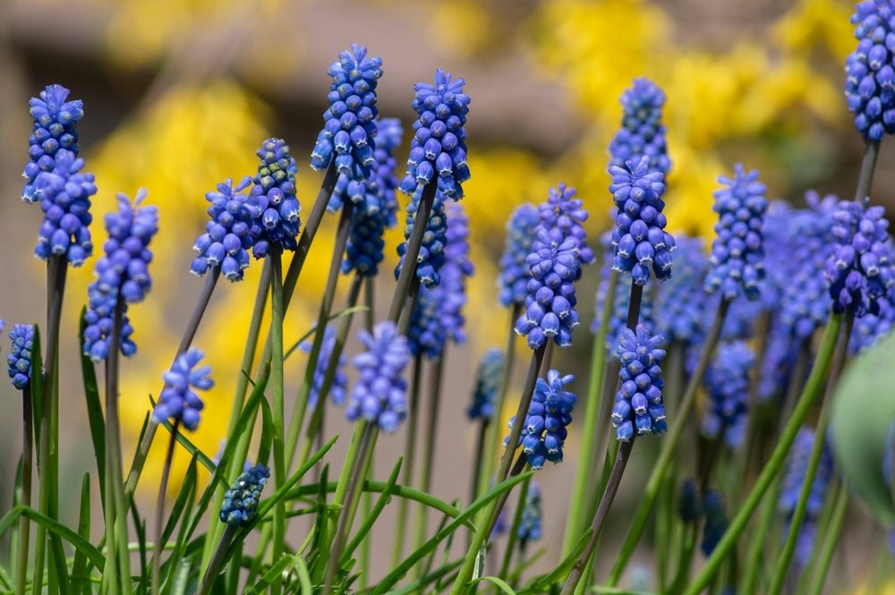 Muscari armeniacum - The Irish Gardener Store