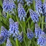 Muscari armeniacum - The Irish Gardener Store