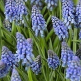 Muscari armeniacum - The Irish Gardener Store