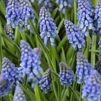 Muscari armeniacum - The Irish Gardener Store