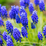 Muscari armeniacum - The Irish Gardener Store