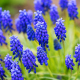 Muscari armeniacum - The Irish Gardener Store