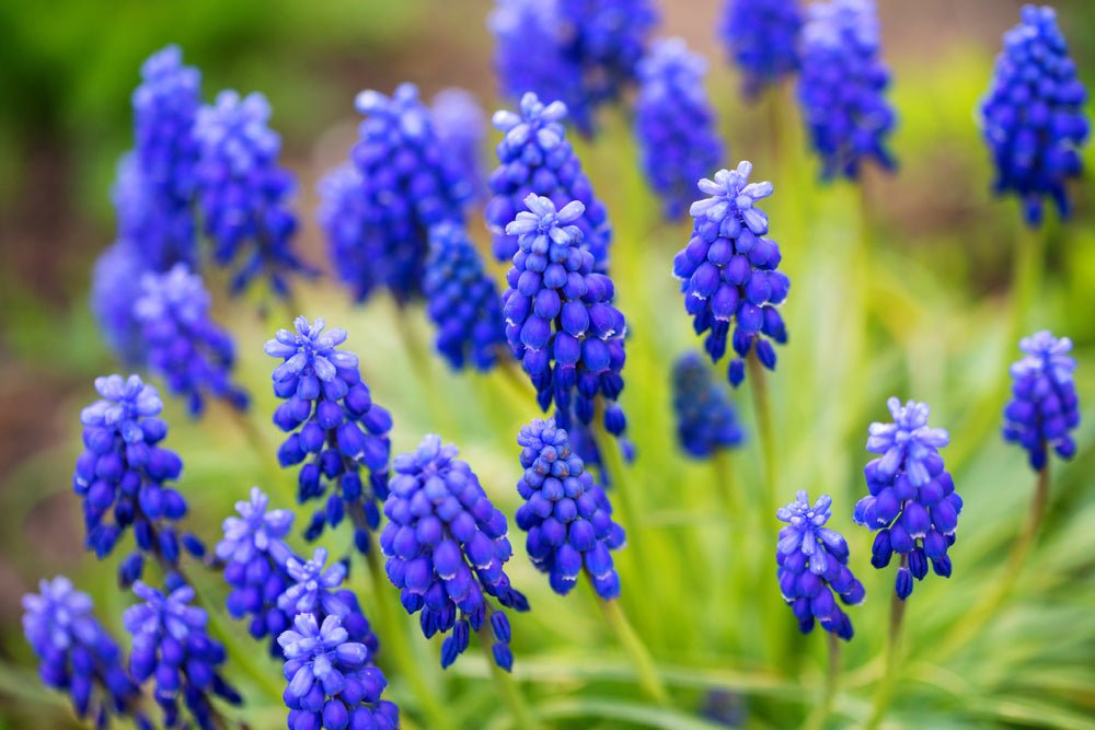 Muscari armeniacum - The Irish Gardener Store