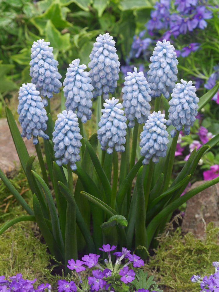 Muscari Baby's Breath - The Irish Gardener Store