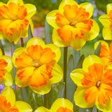Narcissus Congress - The Irish Gardener Store