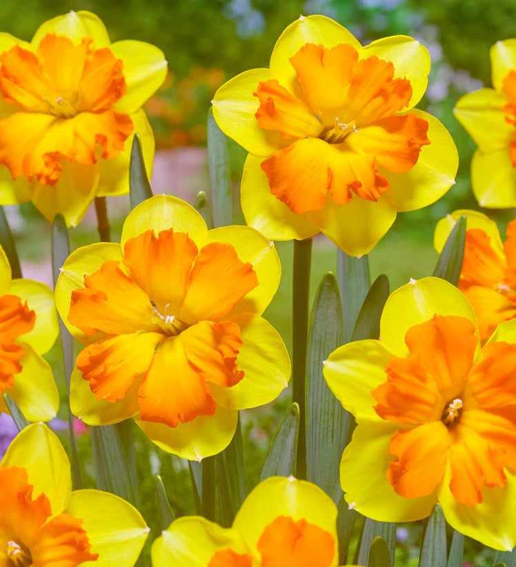 Narcissus Congress - The Irish Gardener Store