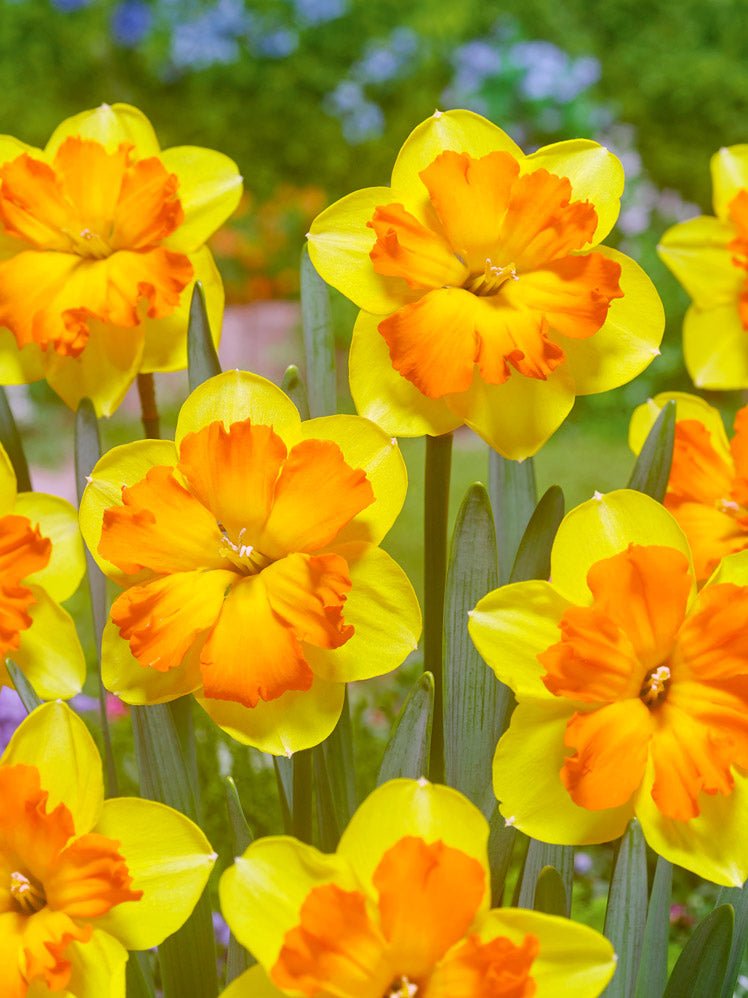 Narcissus Congress - The Irish Gardener Store