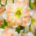 Narcissus Cum Laude - The Irish Gardener Store
