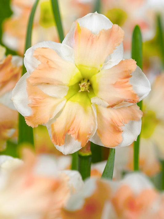Narcissus Cum Laude - The Irish Gardener Store