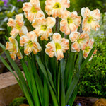 Narcissus Cum Laude - The Irish Gardener Store