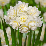 Narcissus Erlicheer - The Irish Gardener Store